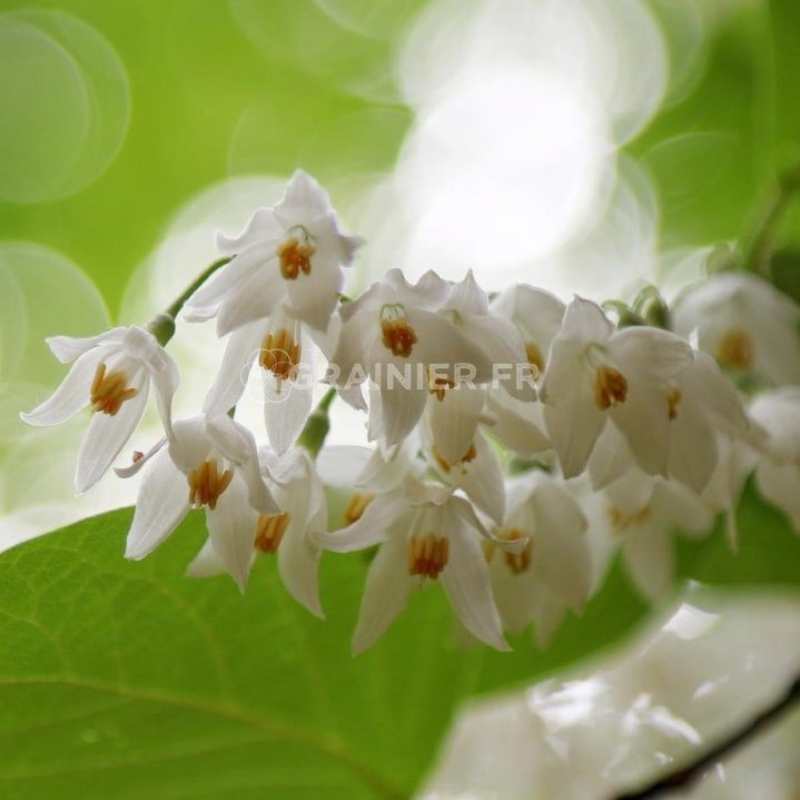 Japan Styrax, bell shrub, Styrax Japanica image